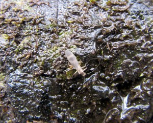 Stonefly