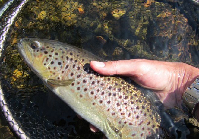 Big Survivor Strain brown hen