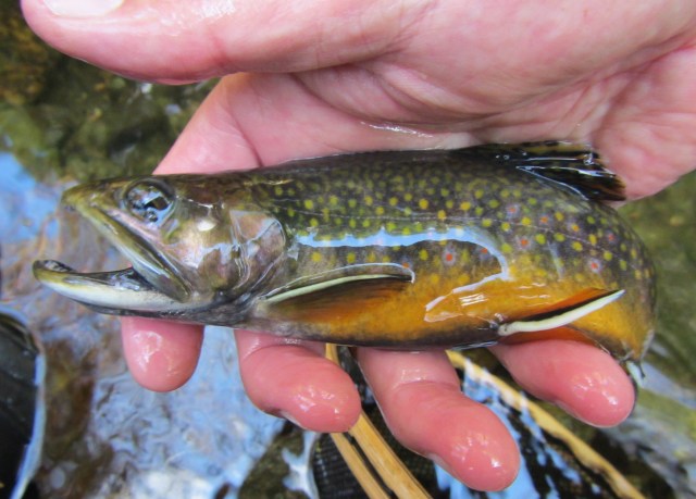 Bigbuckbrookie