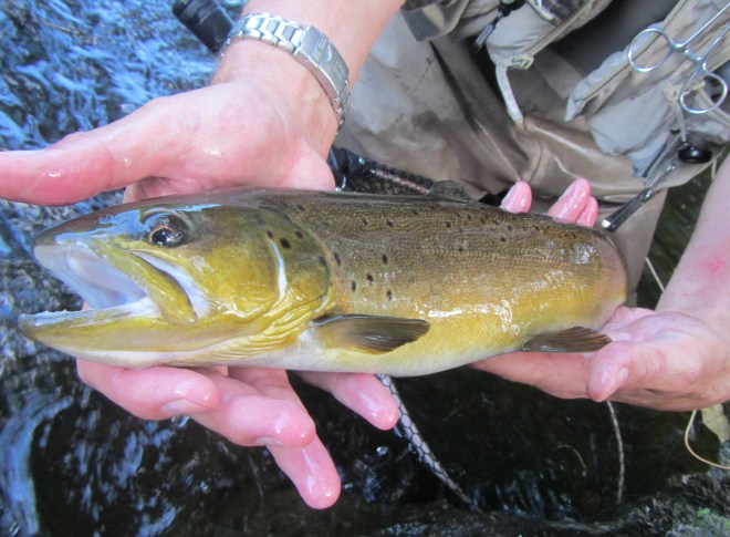 BigWildBrownFarmy 7:13