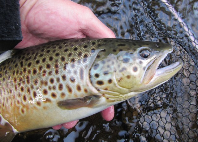 Big Brown on Magic Fly