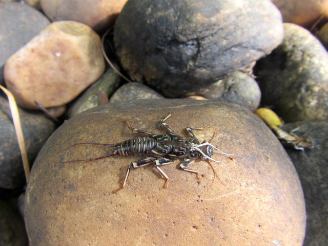 Stonefly Case