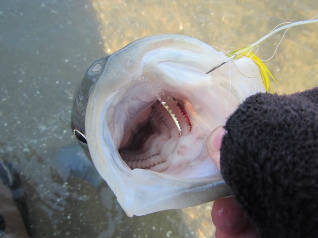 Little guy big mouth