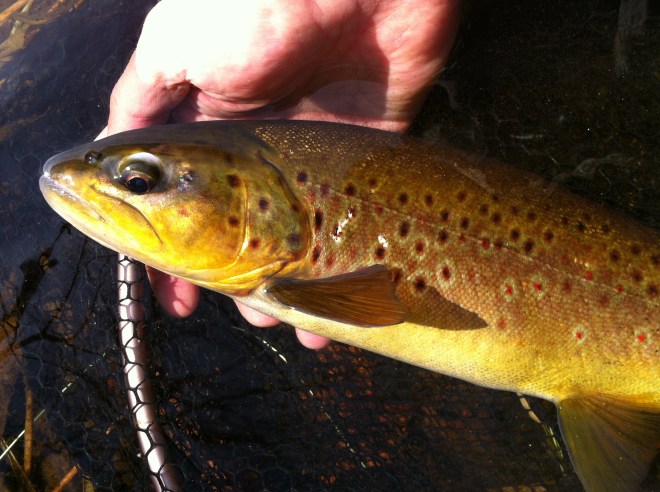 16%22 late winter brown