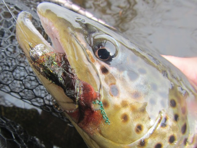 Farmington River brown buck