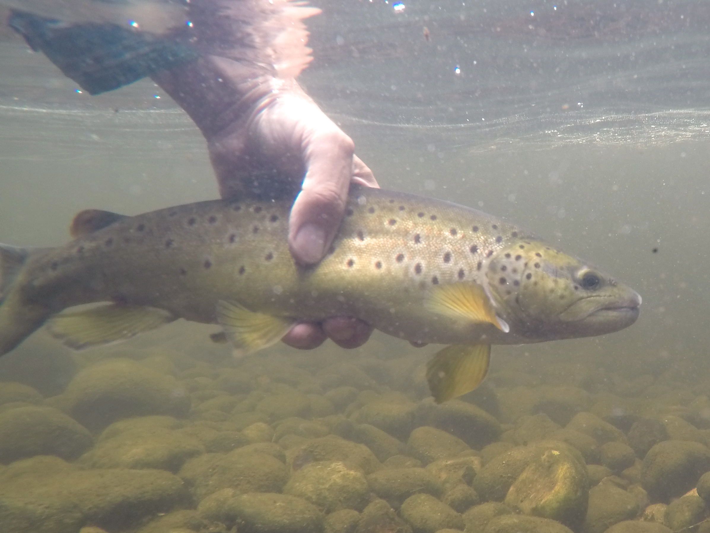 DCIM100GOPROG0020591.