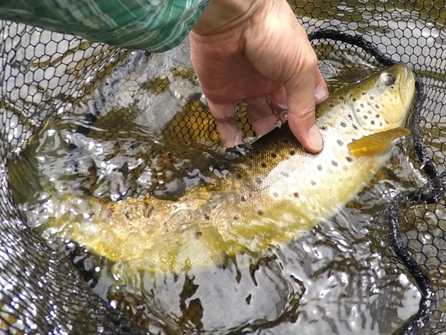 DCIM100GOPROG0020505.