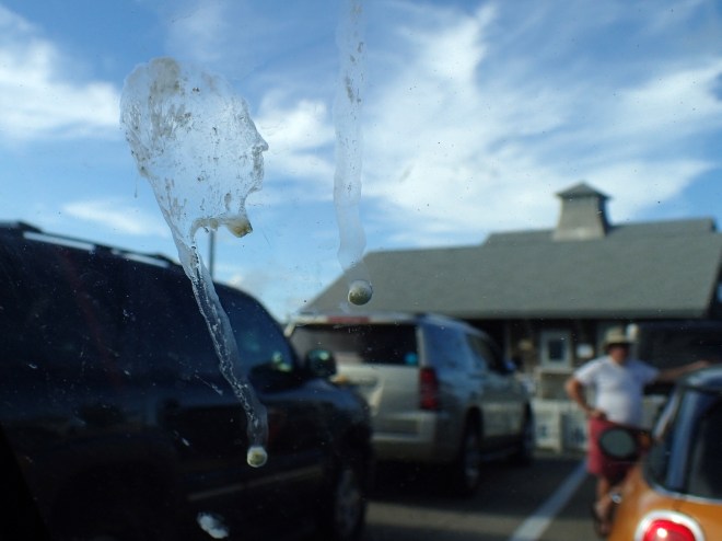 Block Island All-Nighter bird poop