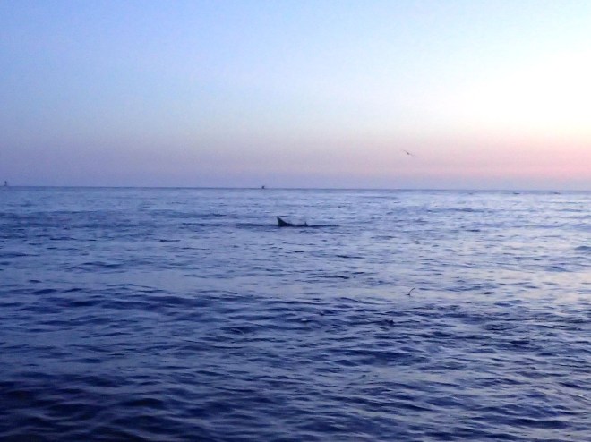 Block Island All-Nighter tailer