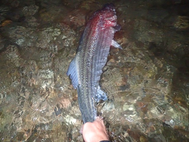 Block Island All-Nighter 20 pounds