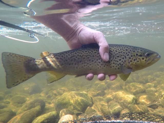 Wild Farmy Brown 7/29/15