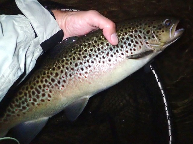 Big wild brown hen 8-2015