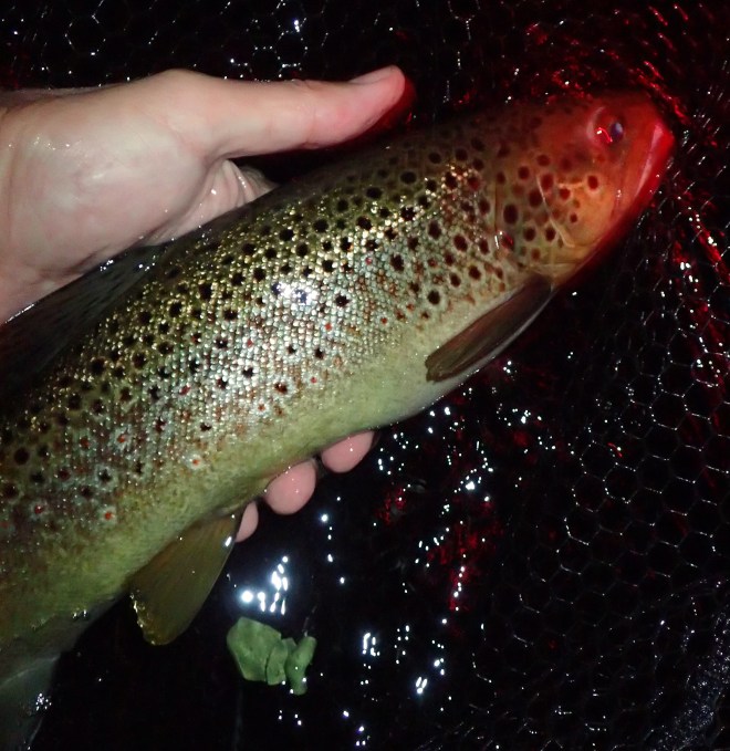 Farmington Survivor Strain brown