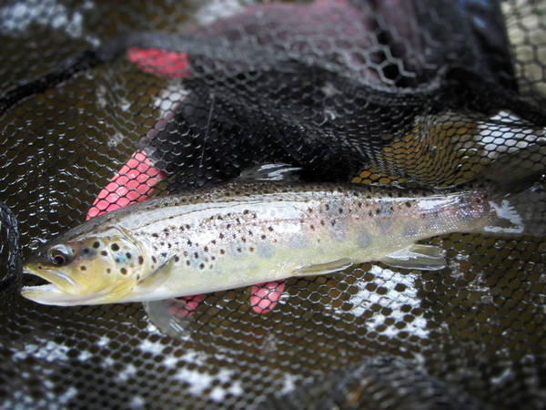 Culton_Winter_Brown1