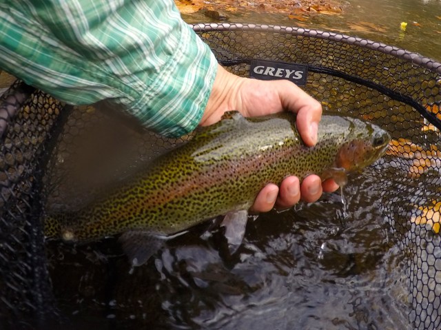 November Farmy Rainbow