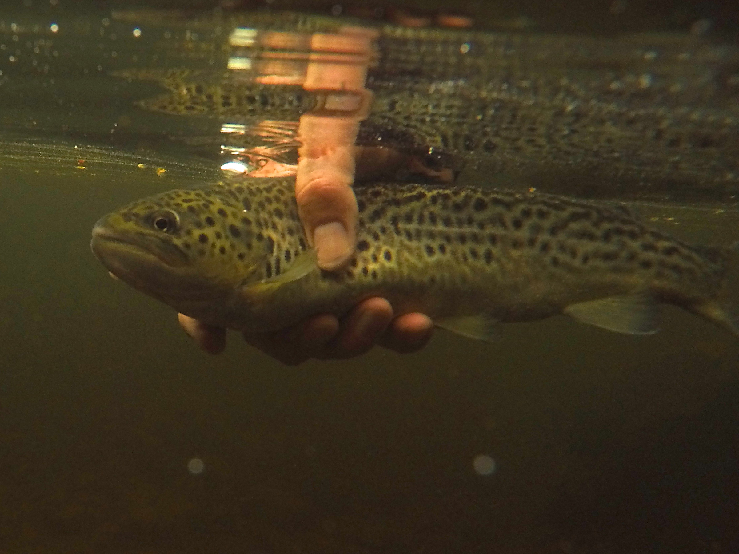 DCIM100GOPROG0022457.