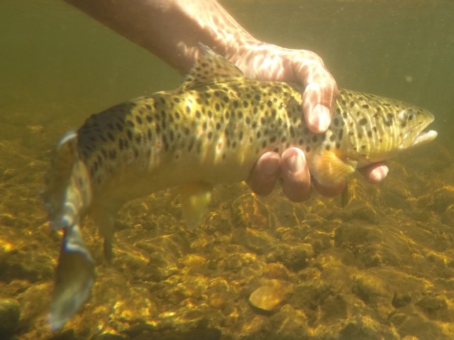 DCIM100GOPROG0013432.