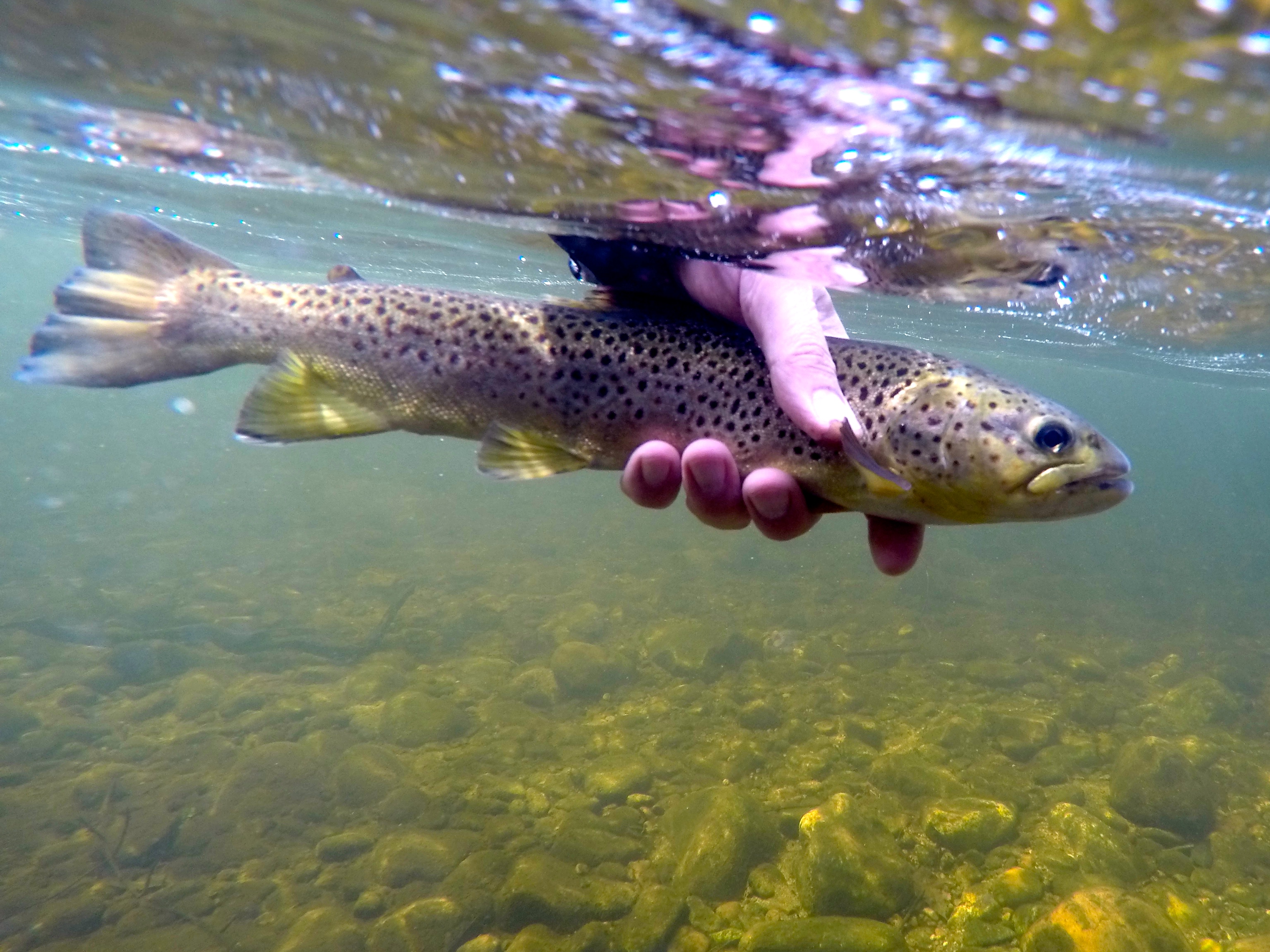 DCIM100GOPROG0013788.