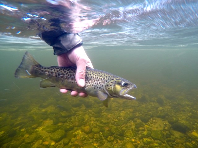 DCIM100GOPROG0034182.