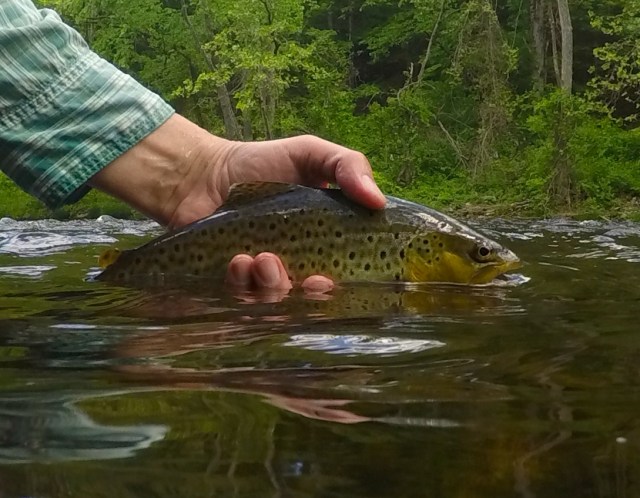 DCIM100GOPROG0014267.