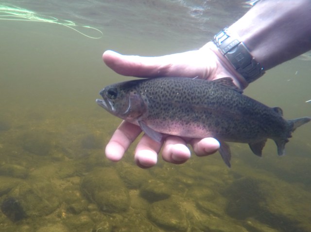 DCIM100GOPROG0024412.