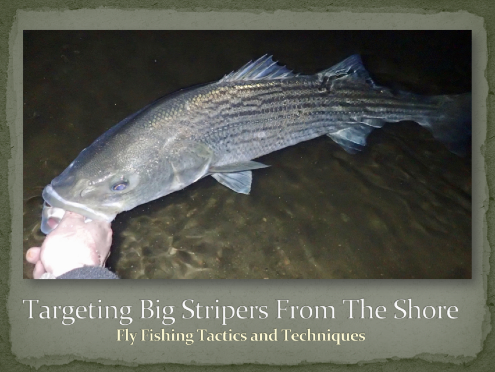 bigstripersshorecover