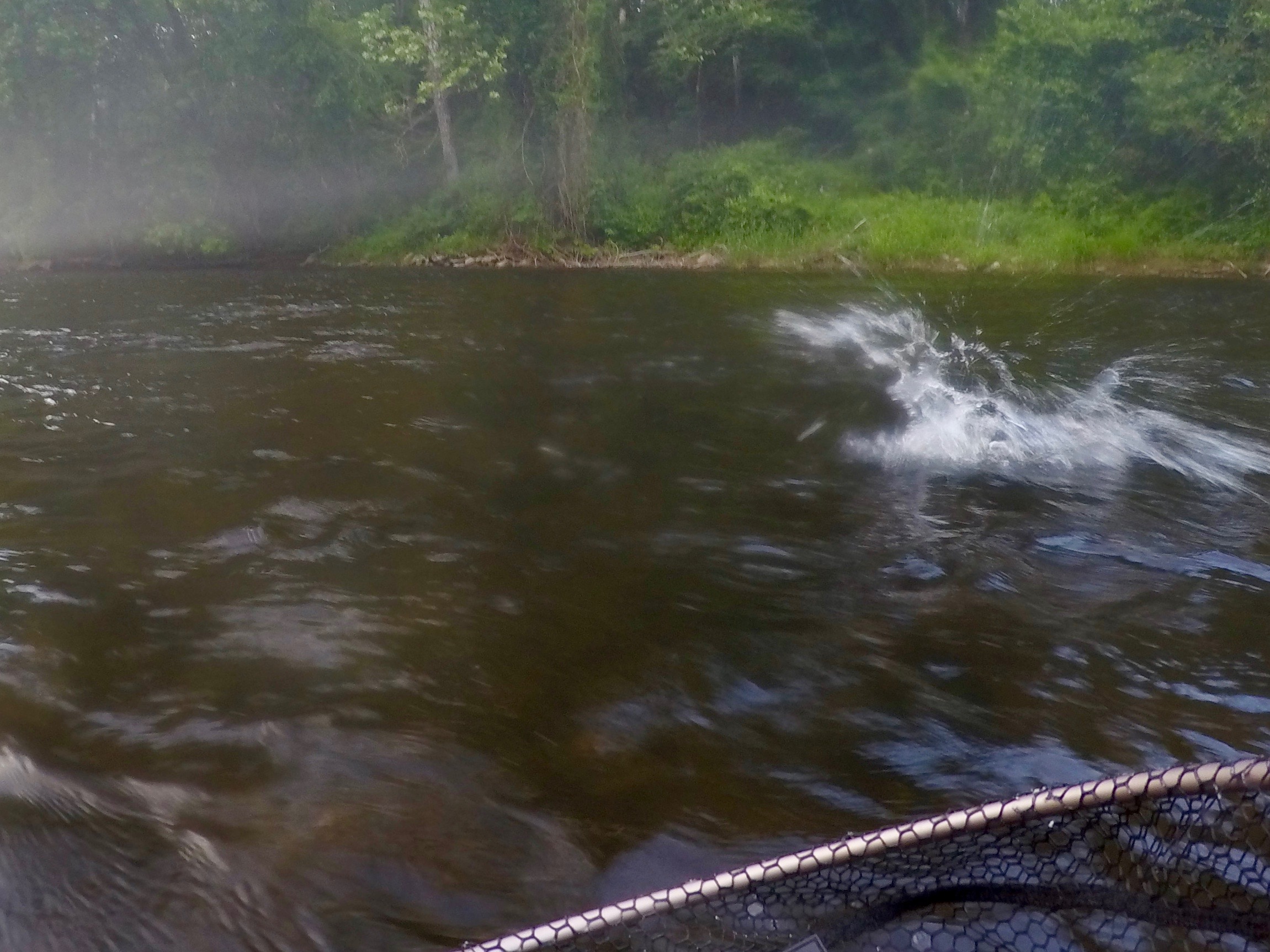 DCIM100GOPROG0013334.