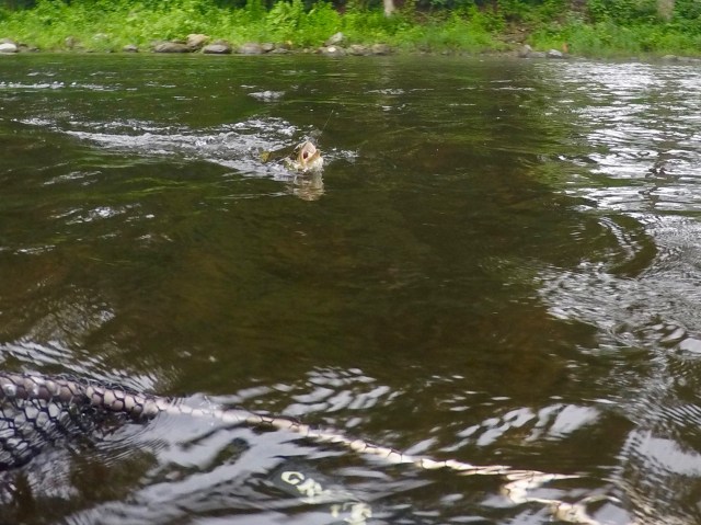 DCIM100GOPROG0033417.