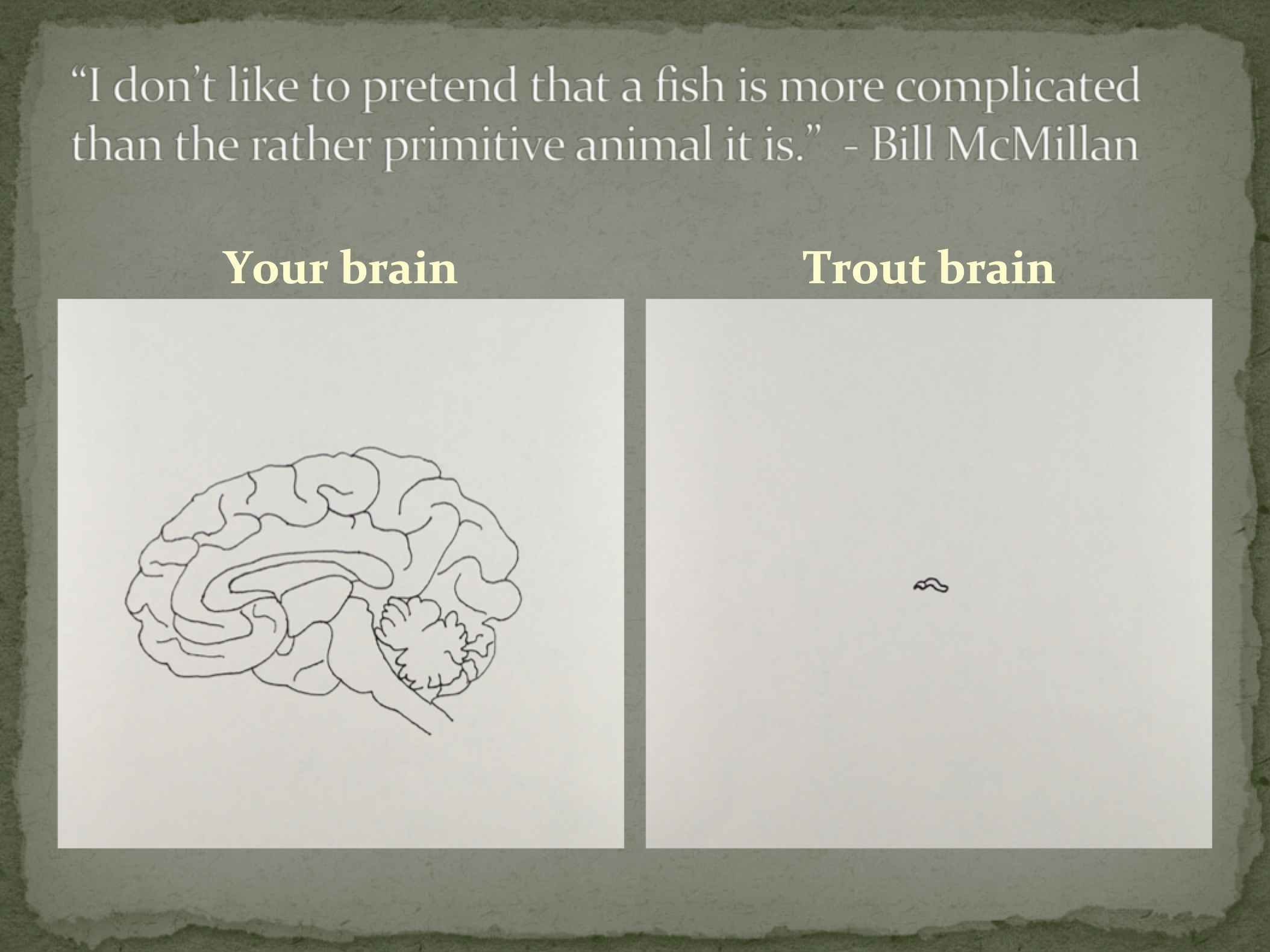 Brains