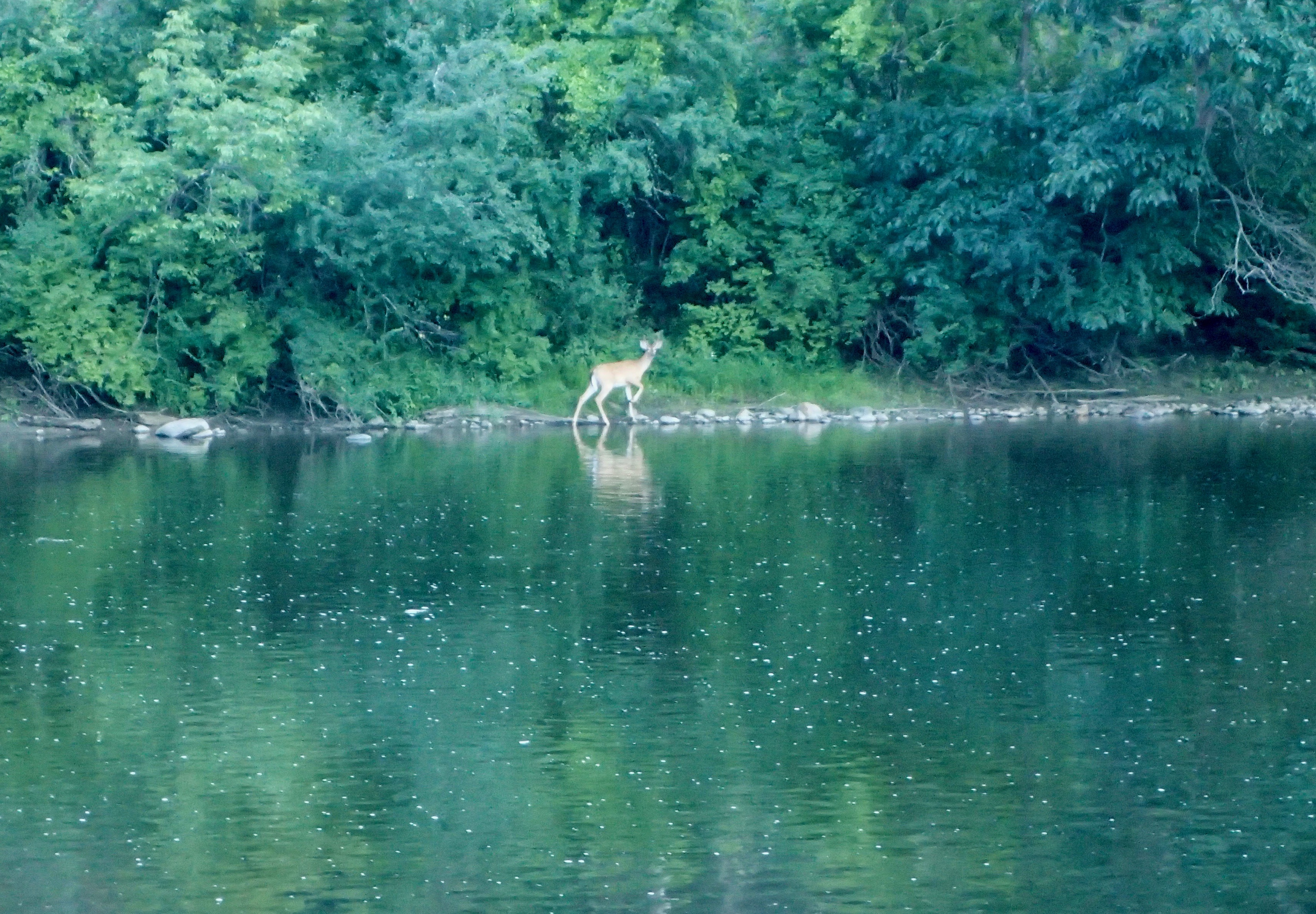 OLYMPUS DIGITAL CAMERA